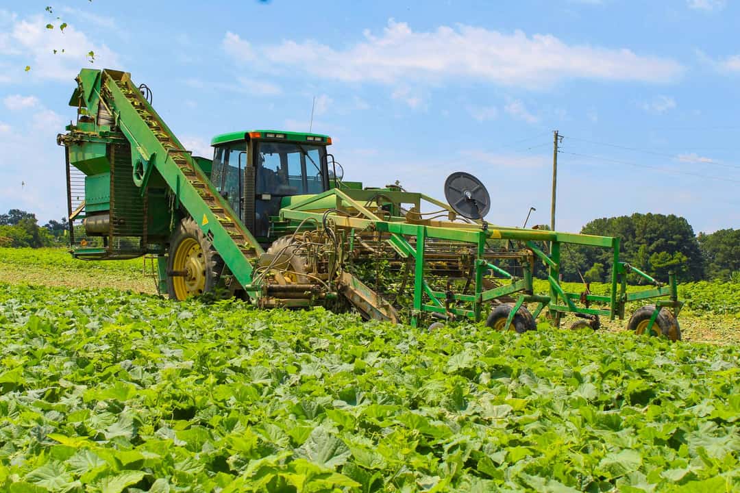 Ernte von Gewürzgurken | profi online | profi Ernte von Gewürzgurken | profi online | profi