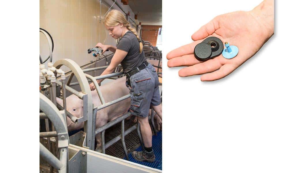 Biotag Einsatzbericht: BioCV BioTag für Sauen | profi